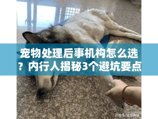 宠物处理后事机构怎么选？内行人揭秘3个避坑要点+真实案例参考