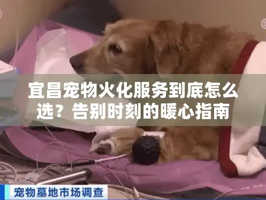 宜昌宠物火化服务到底怎么选？告别时刻的暖心指南