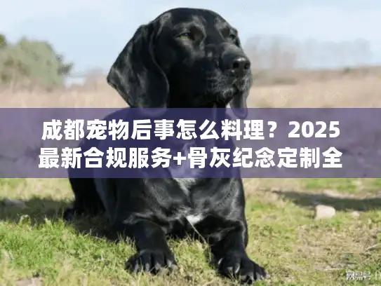 成都宠物后事怎么料理？2025最新合规服务+骨灰纪念定制全攻略（内附真实案例）
