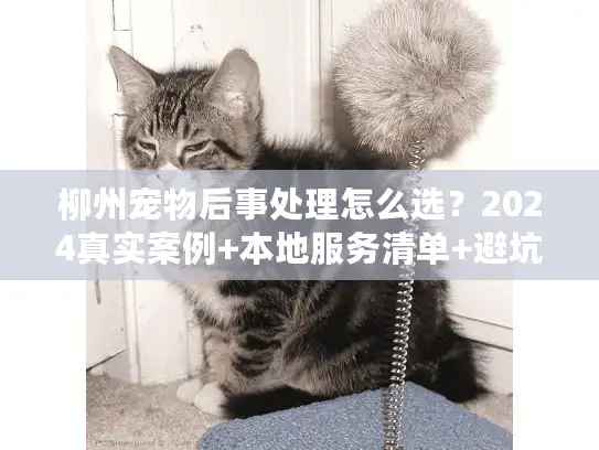 柳州宠物后事处理怎么选？2024真实案例+本地服务清单+避坑技巧