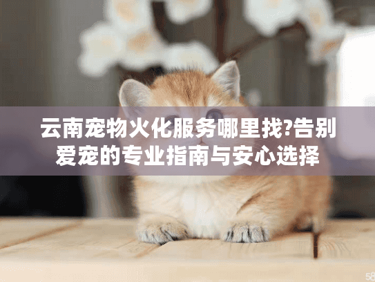 云南宠物火化服务哪里找?告别爱宠的专业指南与安心选择
