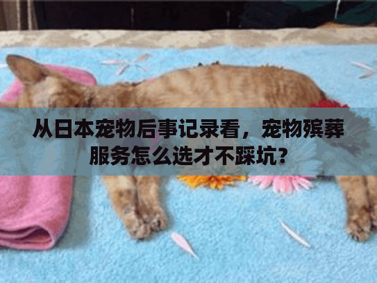 从日本宠物后事记录看，宠物殡葬服务怎么选才不踩坑？