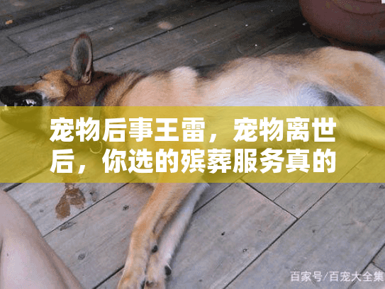 宠物后事王雷，宠物离世后，你选的殡葬服务真的靠谱吗？3个血泪案例揭露行业真相