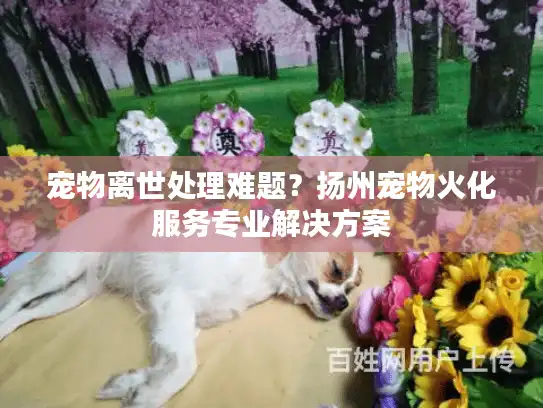 宠物离世处理难题?扬州宠物火化服务专业解决方案 宠物离世处理难题?扬州宠物火化服务专业解决方案