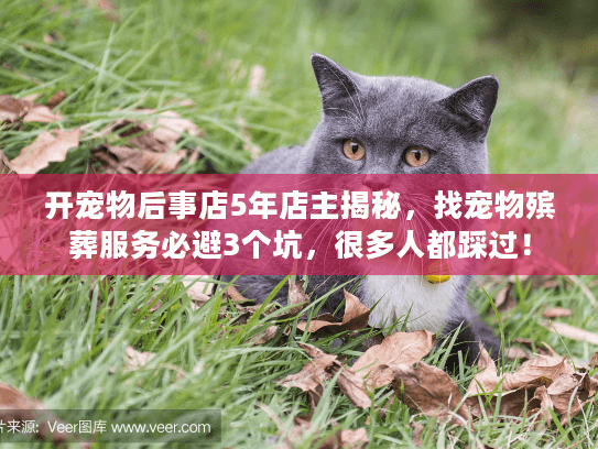 开宠物后事店5年店主揭秘，找宠物殡葬服务必避3个坑，很多人都踩过！