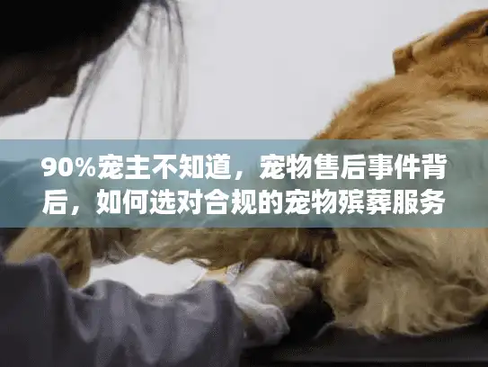 90%宠主不知道，宠物售后事件背后，如何选对合规的宠物殡葬服务？
