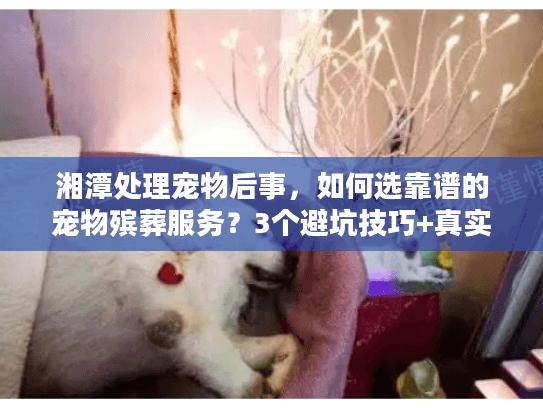 湘潭处理宠物后事，如何选靠谱的宠物殡葬服务？3个避坑技巧+真实案例