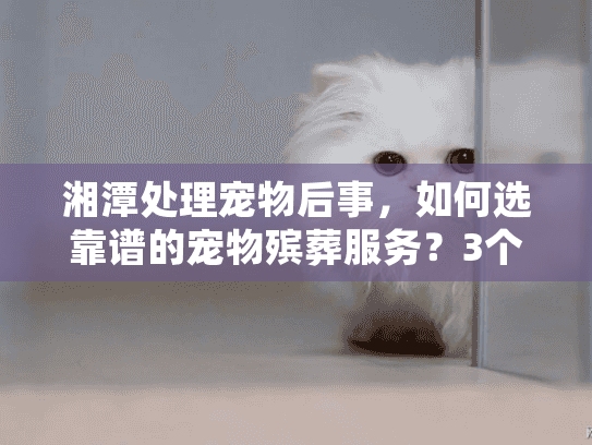 湘潭处理宠物后事，如何选靠谱的宠物殡葬服务？3个避坑技巧+真实案例