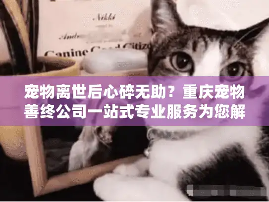 宠物离世后心碎无助？重庆宠物善终公司一站式专业服务为您解忧