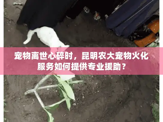宠物离世心碎时,昆明农大宠物火化服务如何提供专业援助? 宠物离世心碎时,昆明农大宠物火化服务如何提供专业援助?