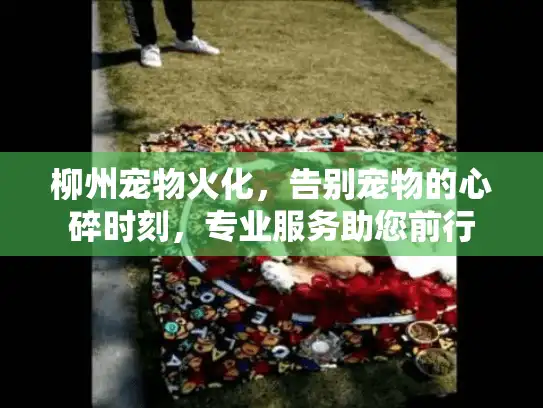 柳州宠物火化，告别宠物的心碎时刻，专业服务助您前行