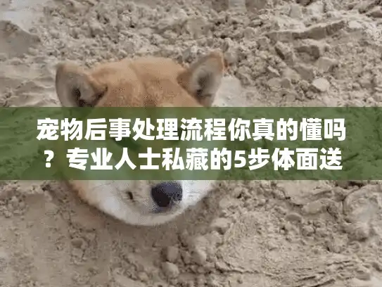 宠物后事处理流程你真的懂吗?专业人士私藏的5步体面送别法 宠物后事处理流程你真的懂吗?专业人士私藏的5步体面送别法