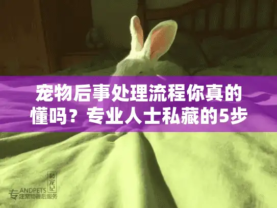 宠物后事处理流程你真的懂吗?专业人士私藏的5步体面送别法 宠物后事处理流程你真的懂吗?专业人士私藏的5步体面送别法