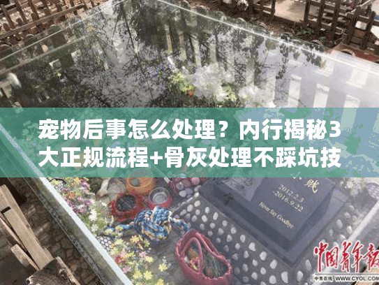 宠物后事怎么处理？内行揭秘3大正规流程+骨灰处理不踩坑技巧