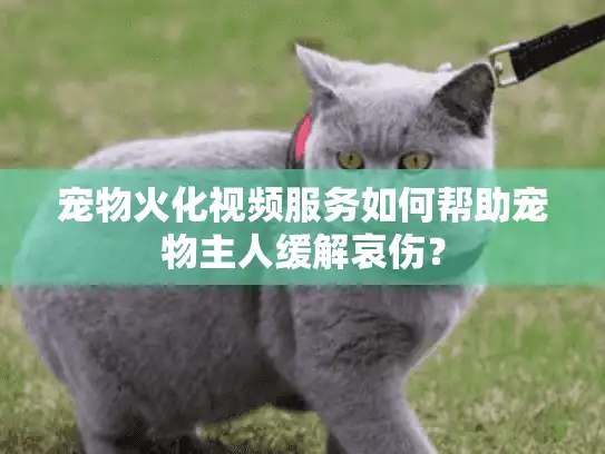 宠物火化视频服务如何帮助宠物主人缓解哀伤？