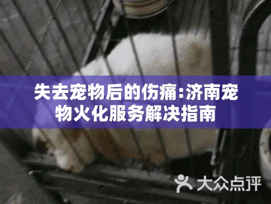 失去宠物后的伤痛:济南宠物火化服务解决指南