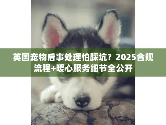 英国宠物后事处理怕踩坑?2025合规流程+暖心服务细节全公开 英国宠物后事处理怕踩坑?2025合规流程+暖心服务细节全公开