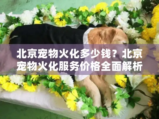 北京宠物火化多少钱？北京宠物火化服务价格全面解析