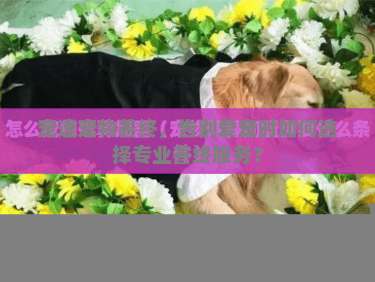 宠逢宠物善终，告别爱宠时如何选择专业善终服务？