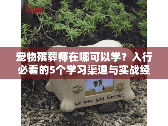 宠物殡葬师在哪可以学？入行必看的5个学习渠道与实战经验分享