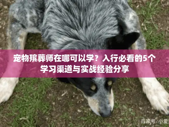 宠物殡葬师在哪可以学？入行必看的5个学习渠道与实战经验分享