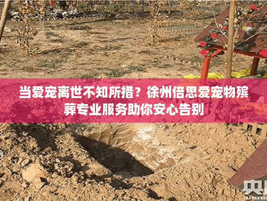当爱宠离世不知所措？徐州倍思爱宠物殡葬专业服务助你安心告别
