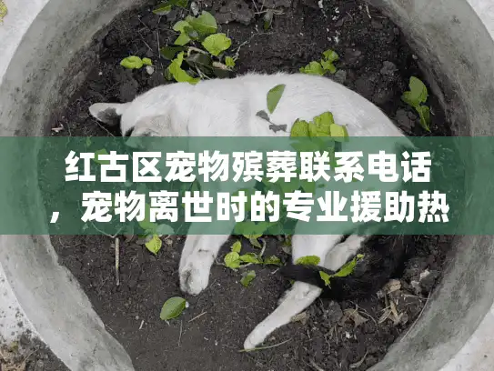 红古区宠物殡葬联系电话，宠物离世时的专业援助热线