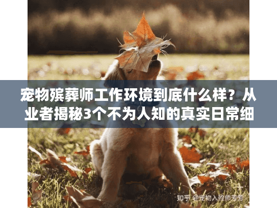 宠物殡葬师工作环境到底什么样?从业者揭秘3个不为人知的真实日常细节 宠物殡葬师工作环境到底什么样?从业者揭秘3个不为人知的真实日常细节