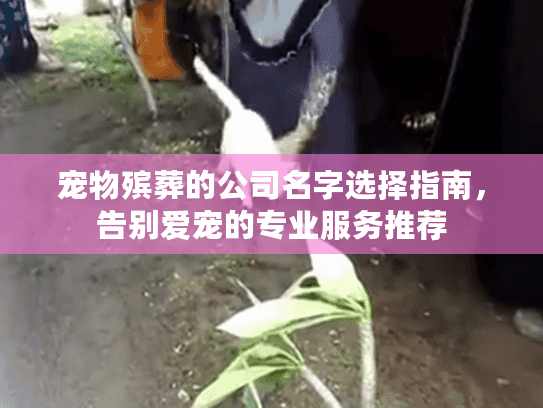 宠物殡葬的公司名字选择指南，告别爱宠的专业服务推荐