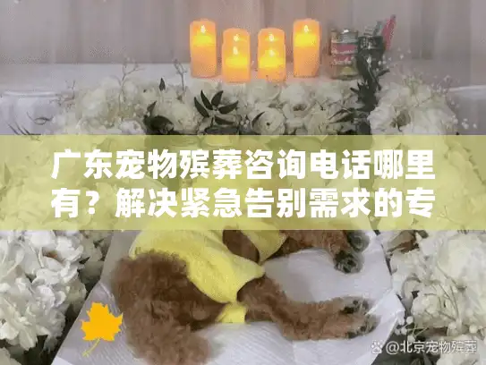 广东宠物殡葬咨询电话哪里有？解决紧急告别需求的专业指南