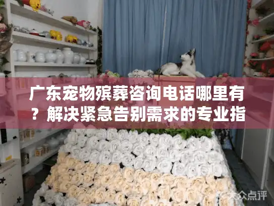 广东宠物殡葬咨询电话哪里有？解决紧急告别需求的专业指南