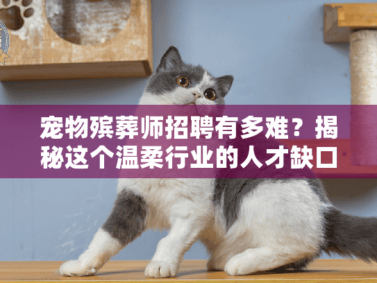 宠物殡葬师招聘有多难?揭秘这个温柔行业的人才缺口与入行真相 宠物殡葬师招聘有多难?揭秘这个温柔行业的人才缺口与入行真相