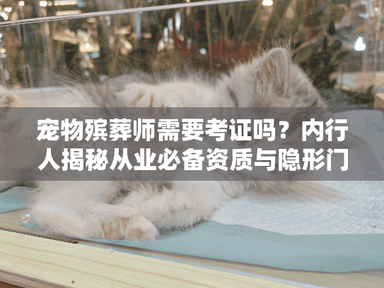 宠物殡葬师需要考证吗？内行人揭秘从业必备资质与隐形门槛