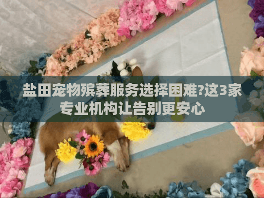 盐田宠物殡葬服务选择困难?这3家专业机构让告别更安心