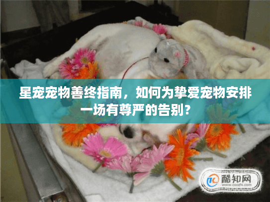 星宠宠物善终指南，如何为挚爱宠物安排一场有尊严的告别？