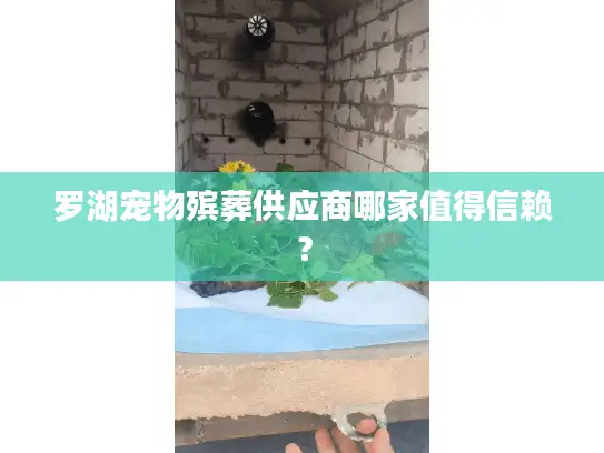 罗湖宠物殡葬供应商哪家值得信赖？