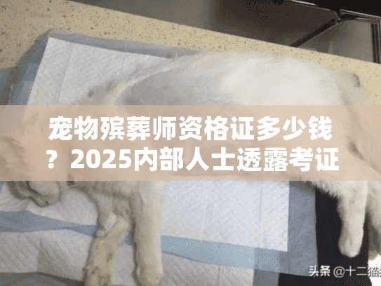 宠物殡葬师资格证多少钱？2025内部人士透露考证费用+隐藏成本全解析