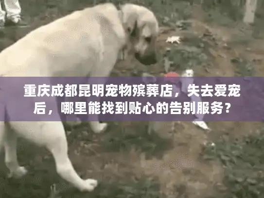 重庆成都昆明宠物殡葬店，失去爱宠后，哪里能找到贴心的告别服务？