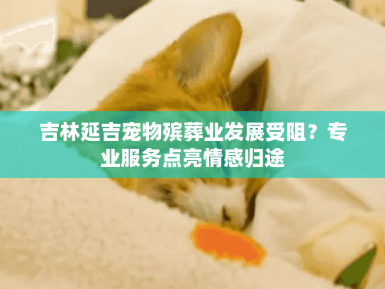 吉林延吉宠物殡葬业发展受阻？专业服务点亮情感归途