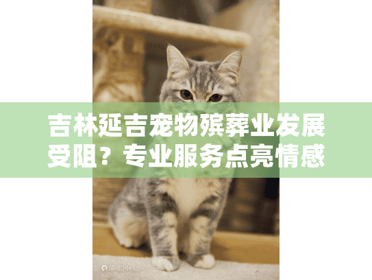 吉林延吉宠物殡葬业发展受阻？专业服务点亮情感归途