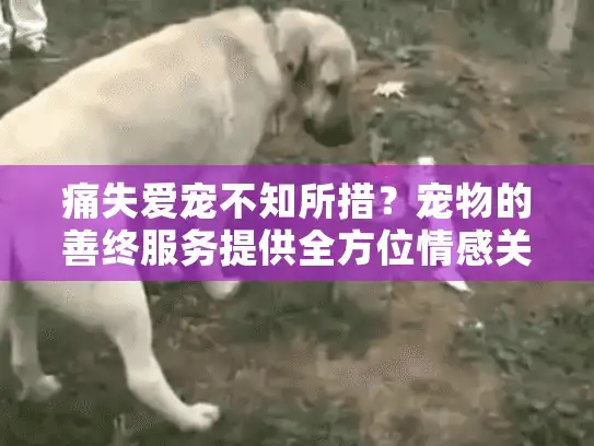 痛失爱宠不知所措?宠物的善终服务提供全方位情感关怀 痛失爱宠不知所措?宠物的善终服务提供全方位情感关怀
