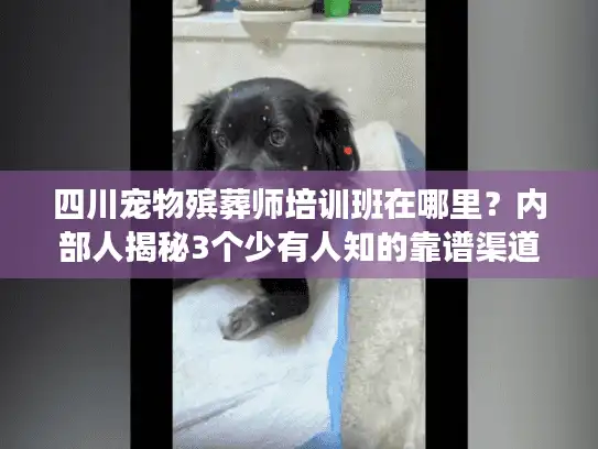 四川宠物殡葬师培训班在哪里？内部人揭秘3个少有人知的靠谱渠道