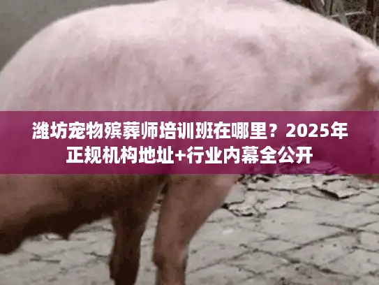 潍坊宠物殡葬师培训班在哪里？2025年正规机构地址+行业内幕全公开