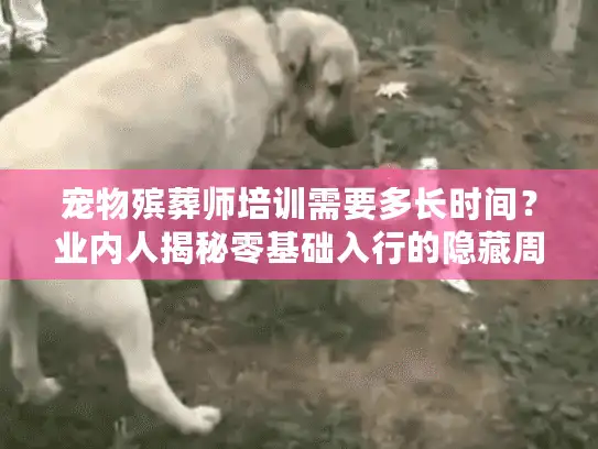 宠物殡葬师培训需要多长时间？业内人揭秘零基础入行的隐藏周期与核心课程