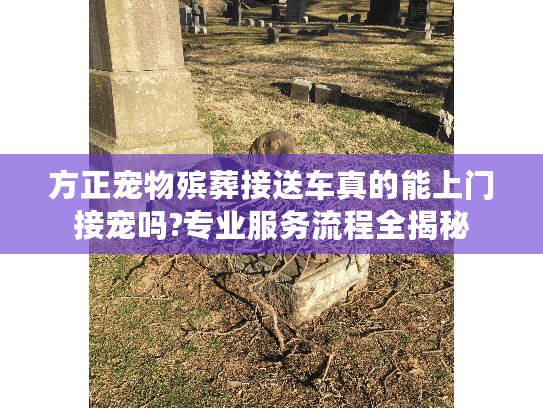 方正宠物殡葬接送车真的能上门接宠吗?专业服务流程全揭秘