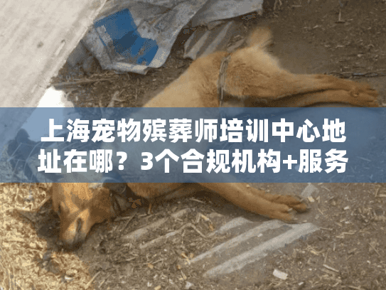 上海宠物殡葬师培训中心地址在哪？3个合规机构+服务全流程揭秘