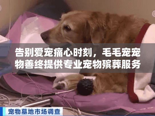 告别爱宠痛心时刻，毛毛宠宠物善终提供专业宠物殡葬服务解决方案