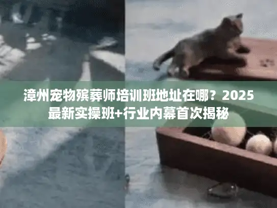 漳州宠物殡葬师培训班地址在哪？2025最新实操班+行业内幕首次揭秘