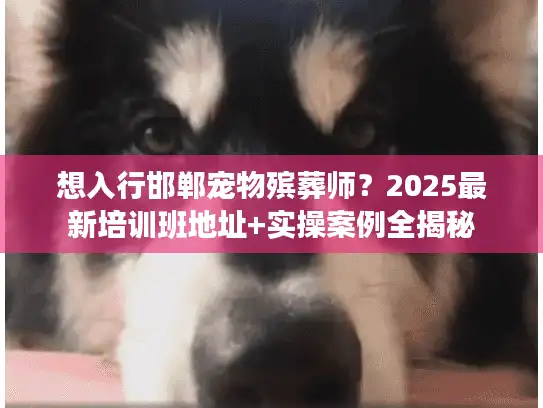 想入行邯郸宠物殡葬师？2025最新培训班地址+实操案例全揭秘