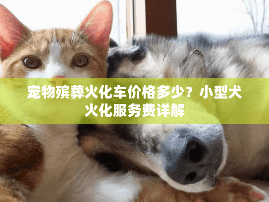 宠物殡葬火化车价格多少？小型犬火化服务费详解